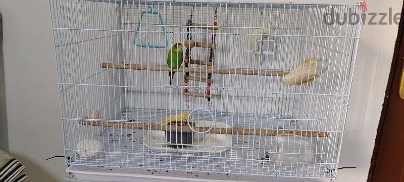 budgies 0