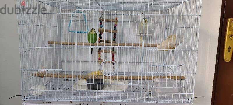 budgies 1