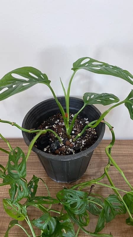 Monstera Adansonii Plant مونستيرا أدانسوني نبتة 1