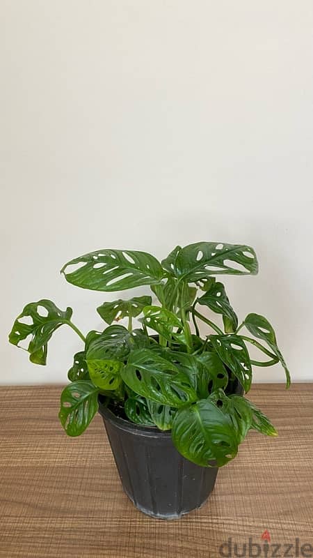 Monstera Adansonii Plant مونستيرا أدانسوني نبتة 2