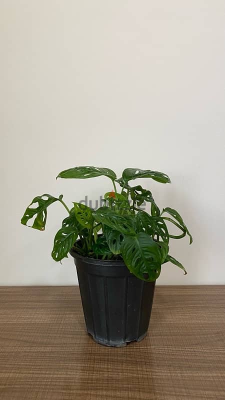 Monstera Adansonii Plant مونستيرا أدانسوني نبتة 3