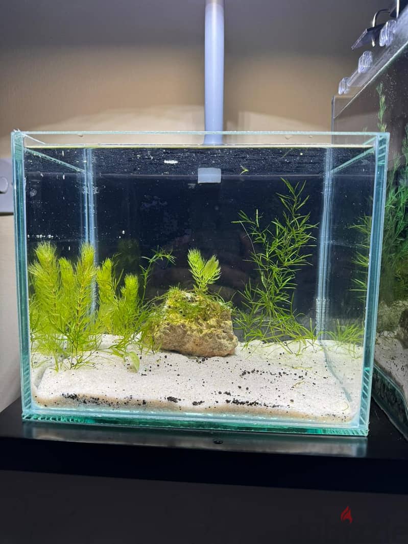 Nano Planted Aquarium with Light 1