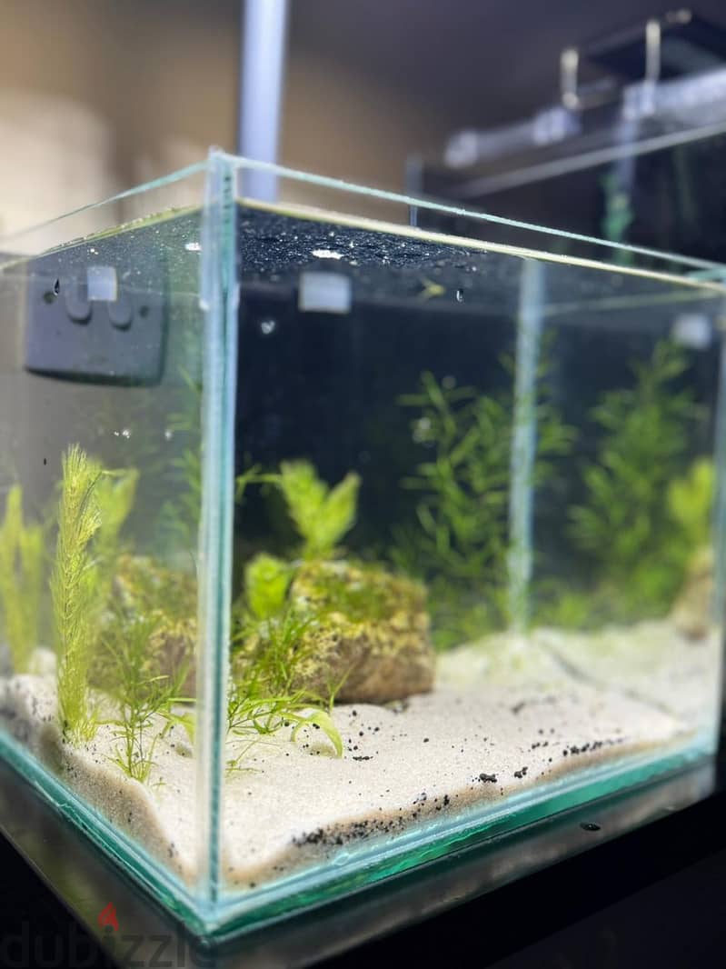 Nano Planted Aquarium with Light 2