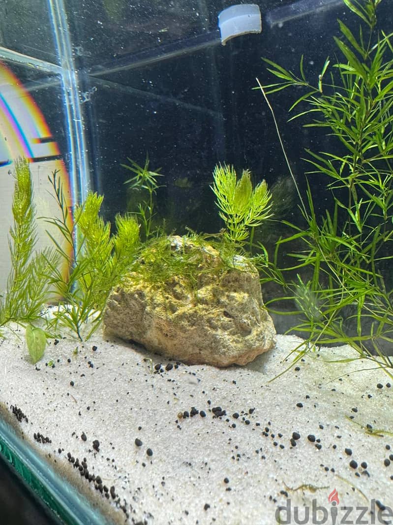 Nano Planted Aquarium with Light 3