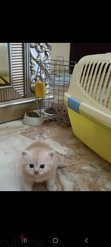 persian cat  1 and half old 2