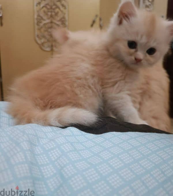 persian cat  1 and half old 6