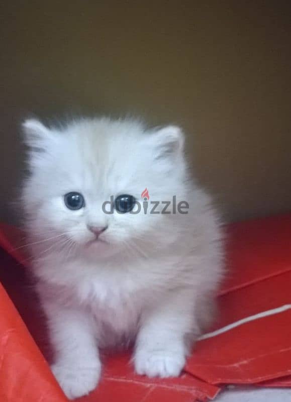 persian cat  1 and half old 7