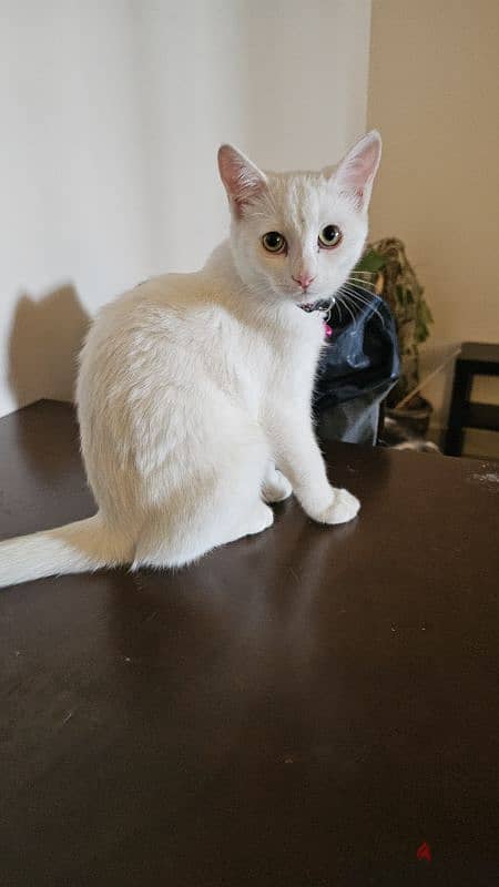 extremely playful and cuddly cat for adoption 1