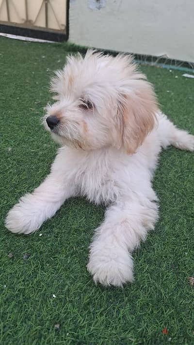 Maltese puppy for sale