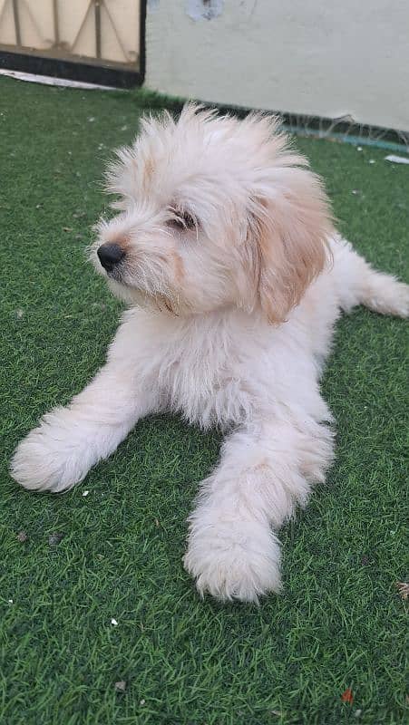 Maltese puppy for sale 0