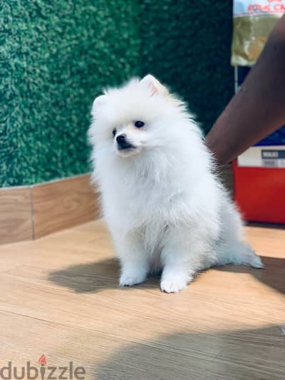 TOY pomeranian