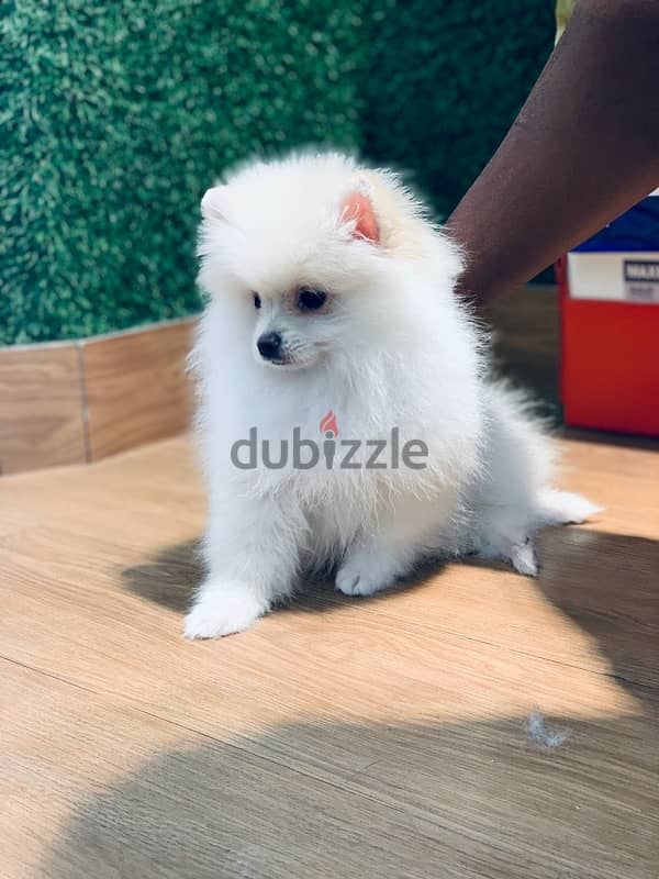 TOY pomeranian 1