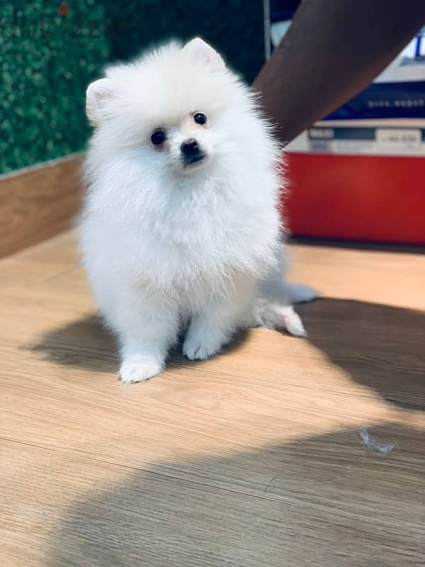 TOY pomeranian 3