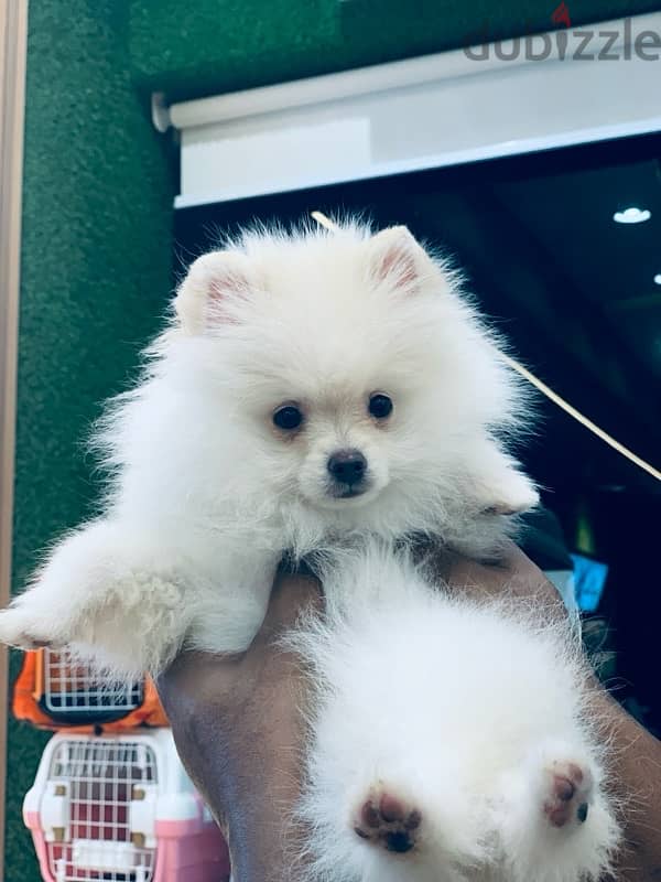 TOY pomeranian 4