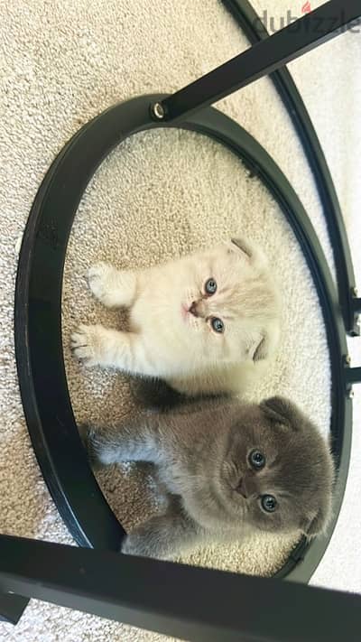 Scottish fold ,mother cat and 2 kittens for sale