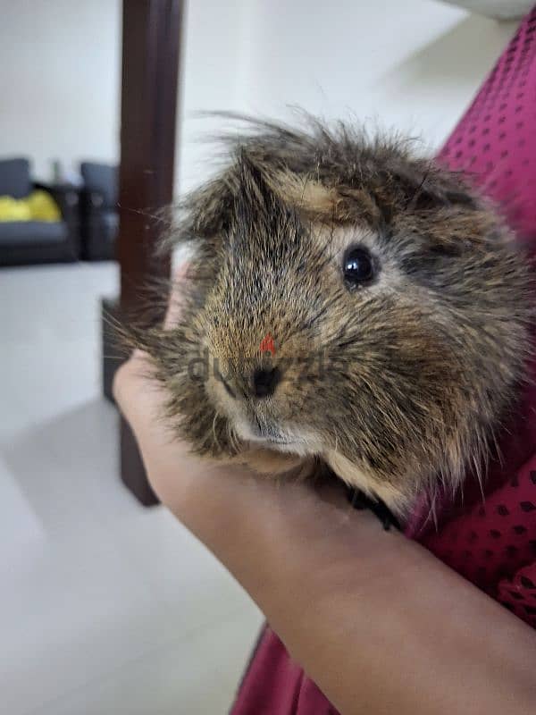 Guinea pig 1