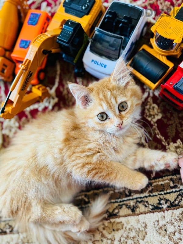 Turkish Angora 0