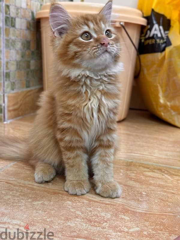 Persian cat for sale 0