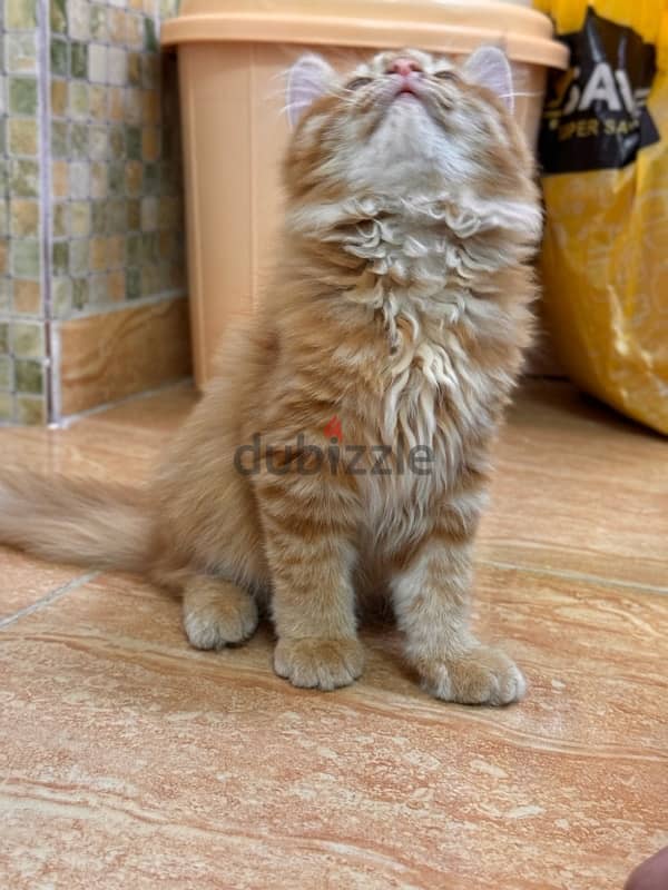 Persian cat for sale 1