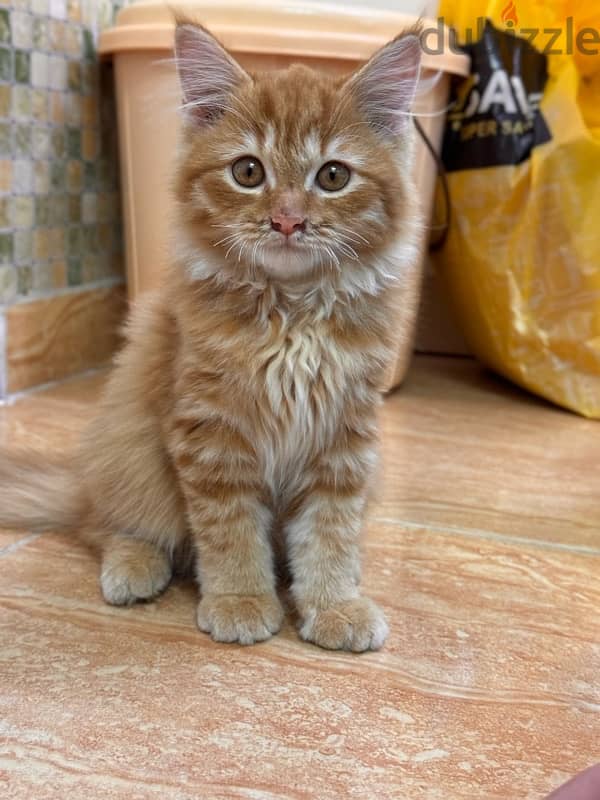 Persian cat for sale 2