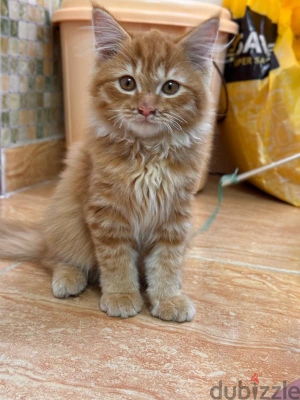 Persian cat for sale 3