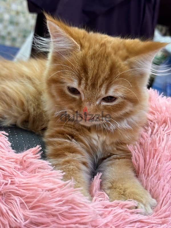 Persian cat for sale 8