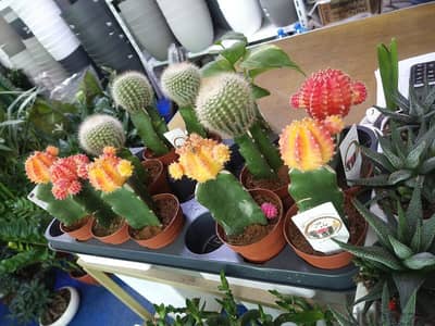 imported cactus for indoor