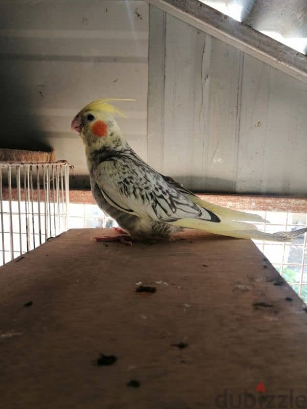 Tammed cockatiel chick 1