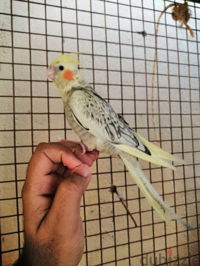 Tammed cockatiel chick