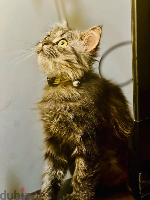 Persian Male Cat (1 Year Old) - Looking for a Loving Home 3