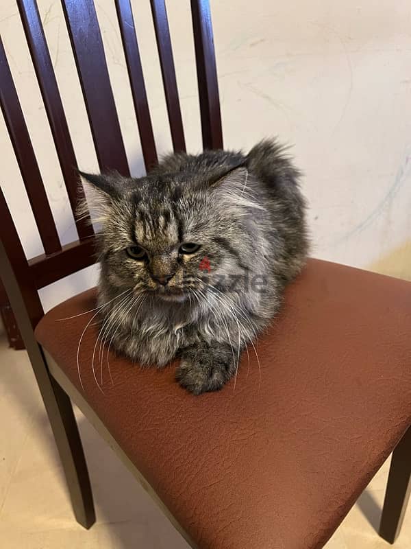 Persian Male Cat (1 Year Old) - Looking for a Loving Home 4