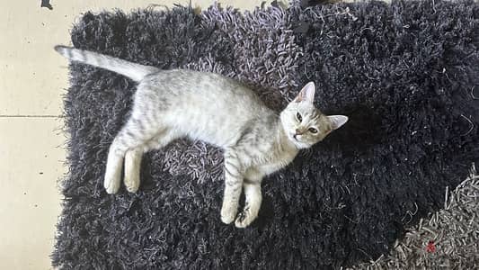 The Egyptian Mau is one of the few domestic cat breeds