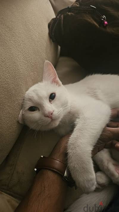 extremely playful and cuddly cat for adoption