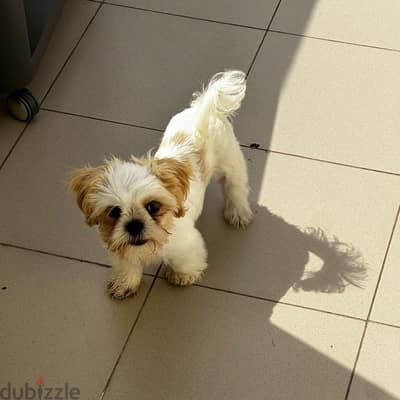 shih tzu dog for sale