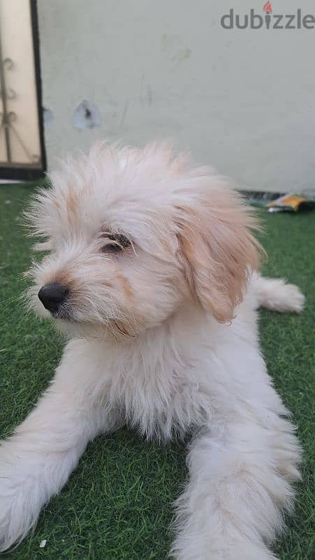 Maltese puppy for sale 1