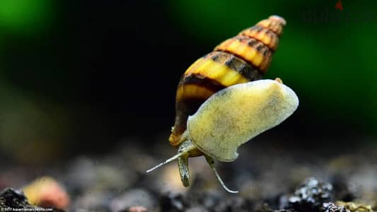 Assassin snails for sale