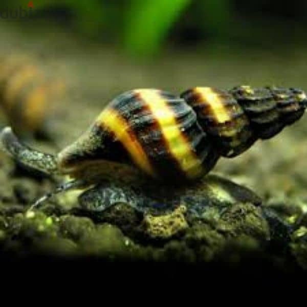 Assassin snails for sale 1