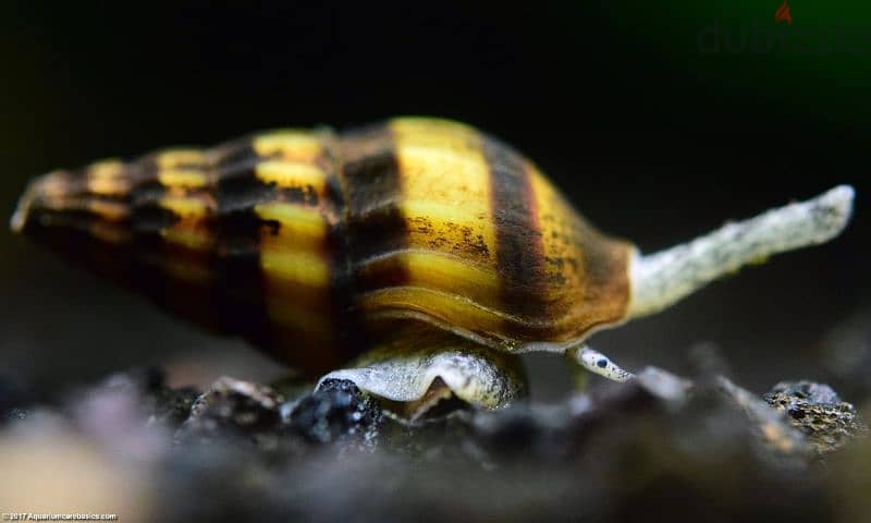 Assassin snails for sale 2