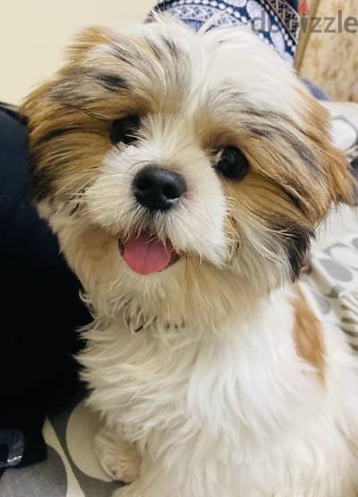 shihtzu female puppy 4 months