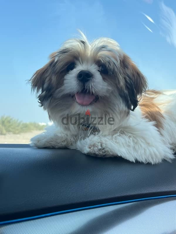 shihtzu female puppy 4 months 1