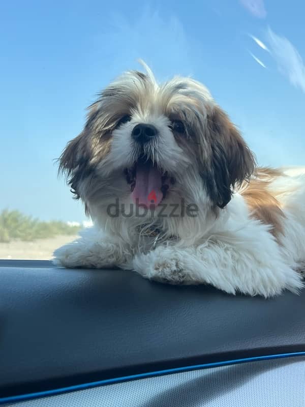 shihtzu female puppy 4 months 3