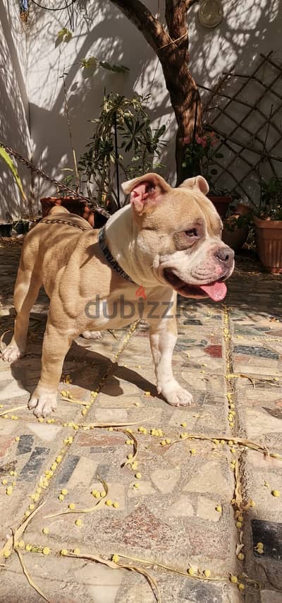 American Bully (Mini)