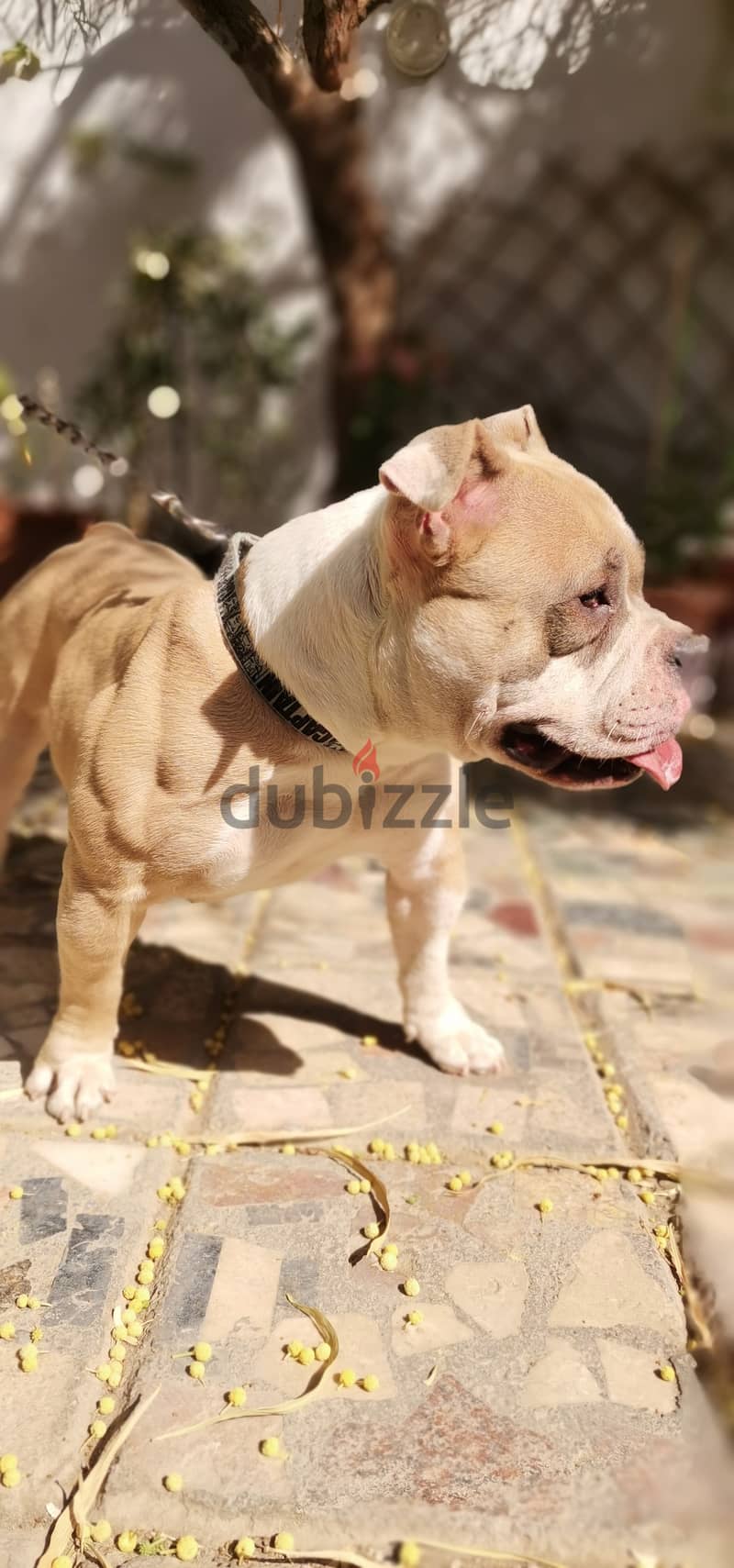 American Bully (Mini) 1