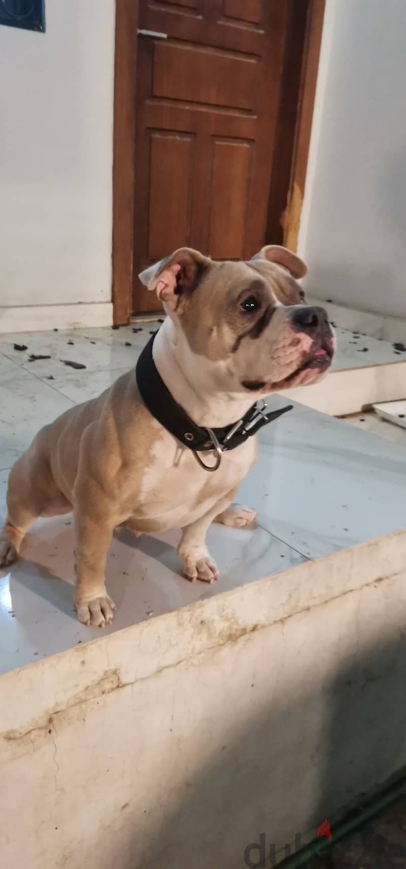 American Bully (Mini) 2