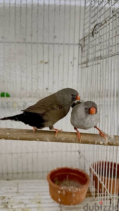 charcole finches