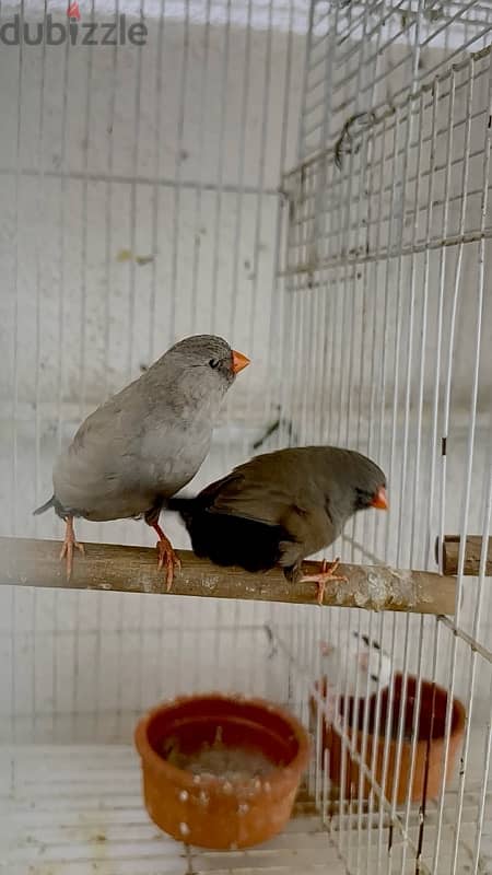 charcole finches 3