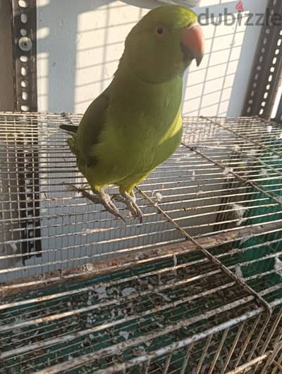 Parrot for sale