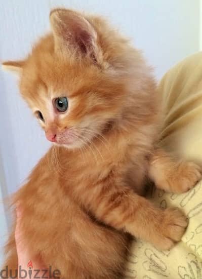 Persian Kitten