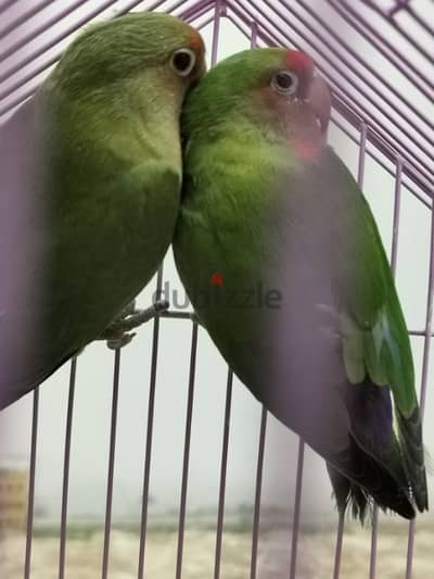 love birds