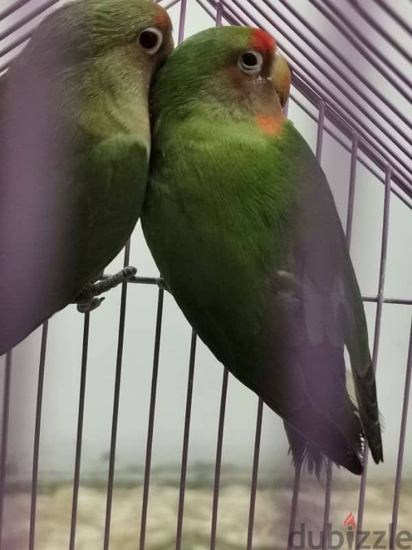 love birds 1